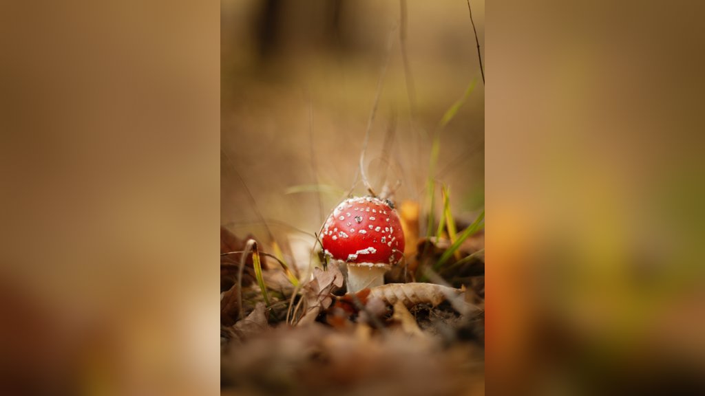 VUN Natuurlezing: Paddenstoelen in Nijkerk