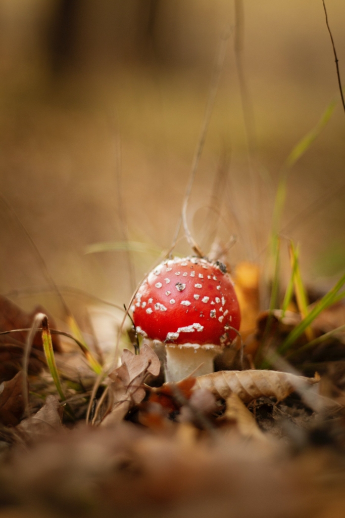 Natuurlezing: Paddenstoelen in Nijkerk